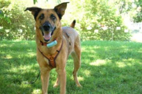 AMY-MA - bezaubernde Hundedame