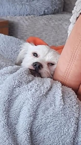 🐾 Balou  10 Monate junger, zarter Misc
