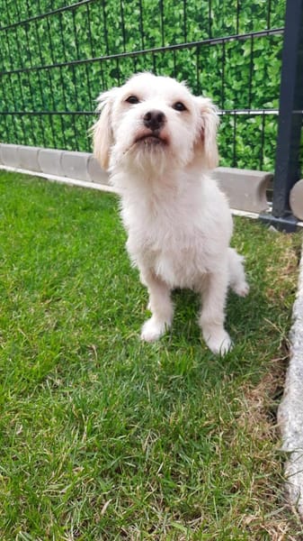 🐾 Balou  10 Monate junger, zarter Misc
