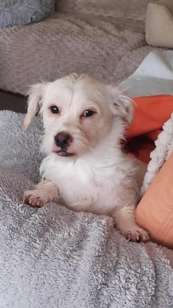 🐾 Balou  10 Monate junger, zarter Misc