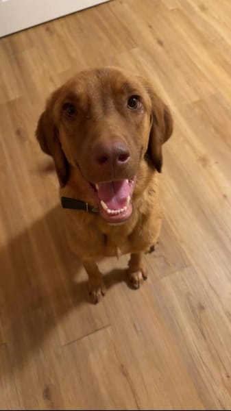 Benny sucht ein ruhiges Zuhause