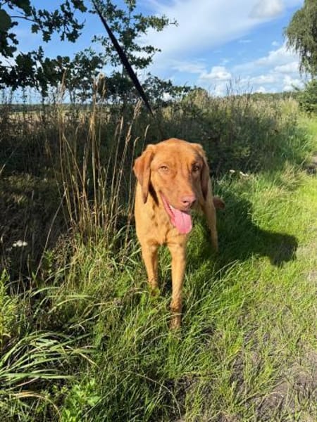 Benny sucht ein ruhiges Zuhause