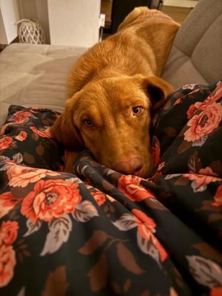Benny sucht ein ruhiges Zuhause