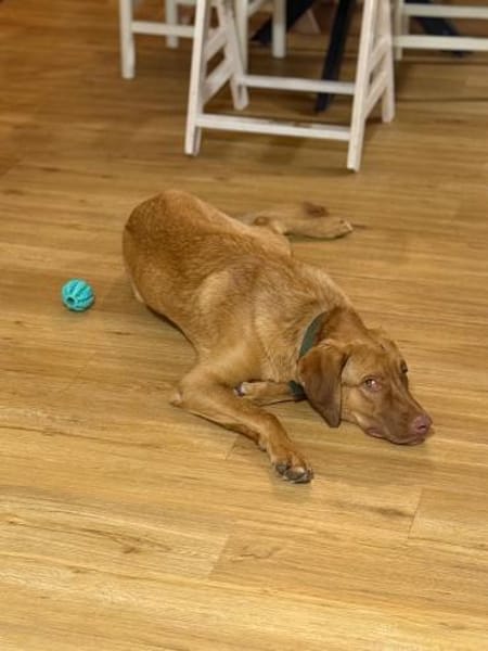 Benny sucht ein ruhiges Zuhause