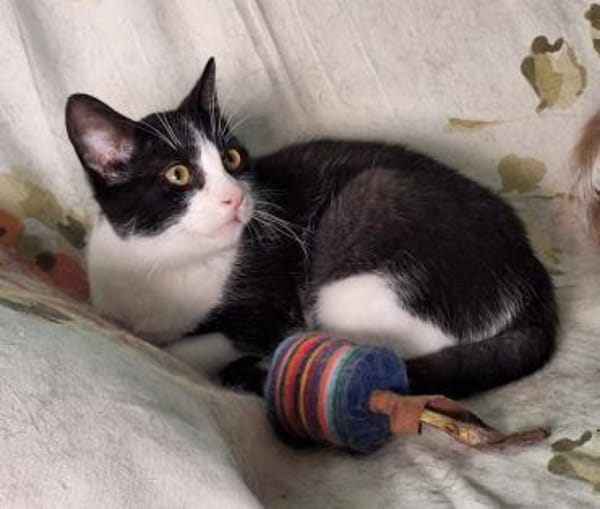 Verschmuster Kater Lyon