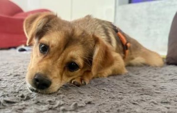 SALIVA -rundum tolles Hundekind-