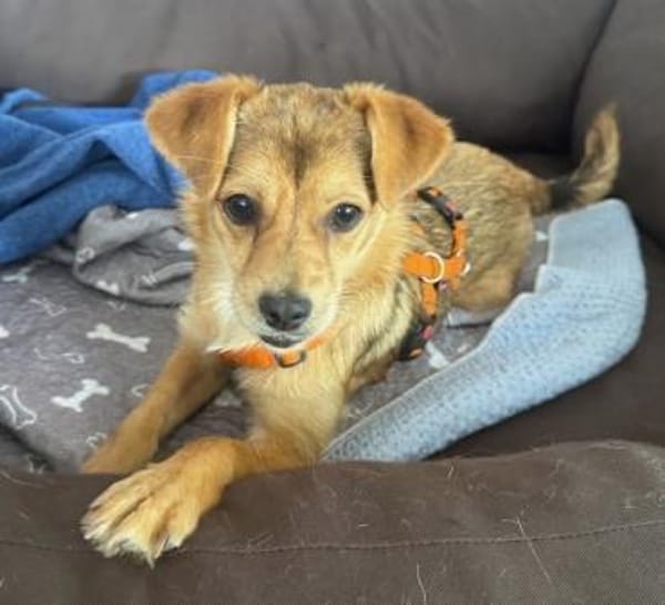 SALIVA -rundum tolles Hundekind-