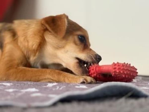 SALIVA -rundum tolles Hundekind-