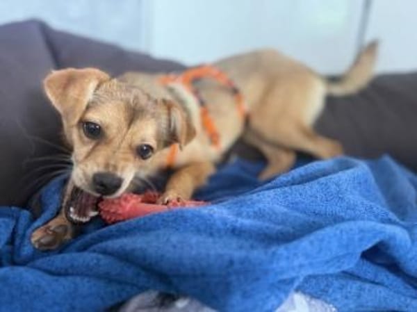 SALIVA -rundum tolles Hundekind-