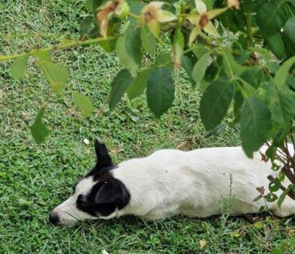 Charly, sensibler Hundemann sucht ...