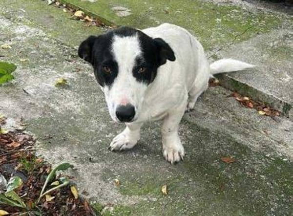 Charly, sensibler Hundemann sucht ...