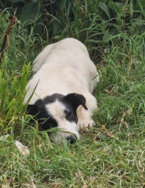 Charly, sensibler Hundemann sucht ...