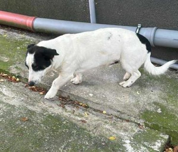Charly, sensibler Hundemann sucht ...