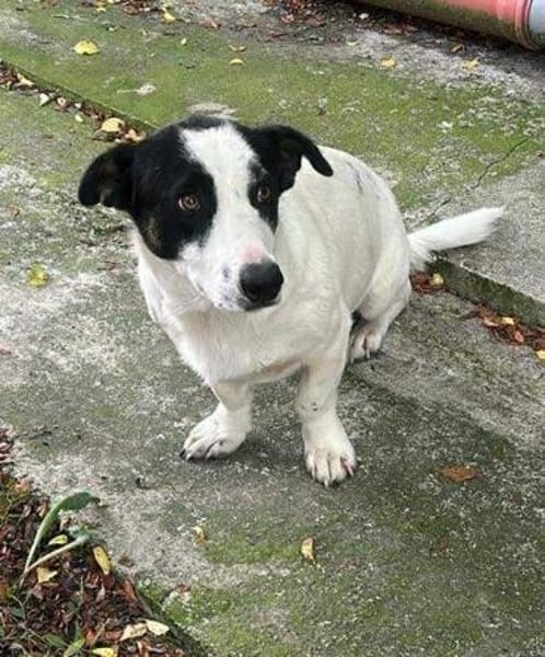 Charly, sensibler Hundemann sucht ...