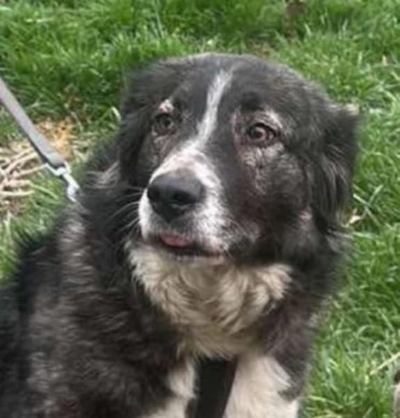 Anima, freundliches Hundefräulein
