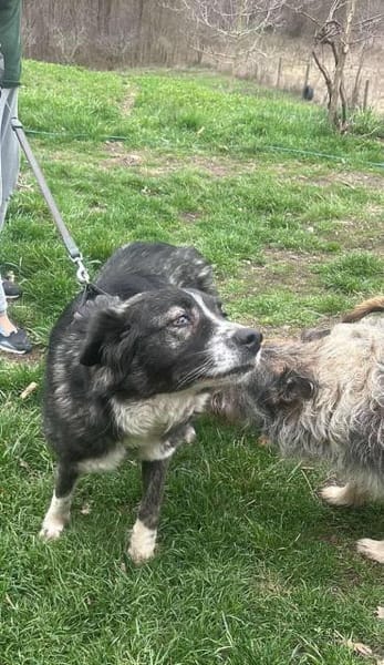 Anima, freundliches Hundefräulein