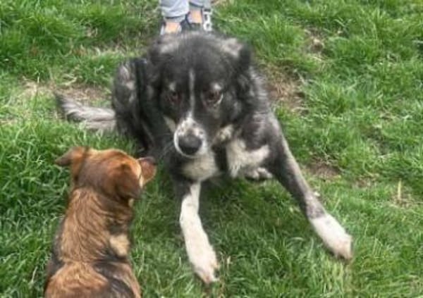 Anima, freundliches Hundefräulein