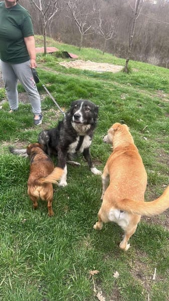 Anima, freundliches Hundefräulein