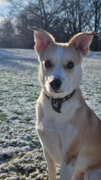 Timmy jetzt Albu 48 cm (Pflegestelle)