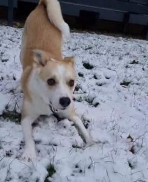 Timmy jetzt Albu 48 cm (Pflegestelle)