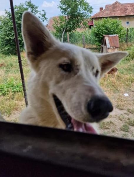 Wyona, suche meine Menschen