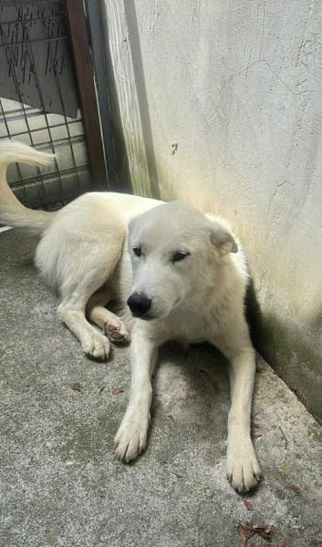 Wyona, suche meine Menschen