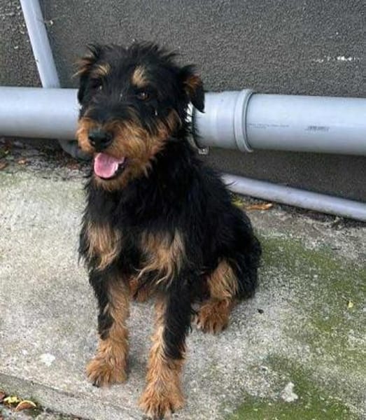 Momo, kleiner Hundemann braucht Körbchen