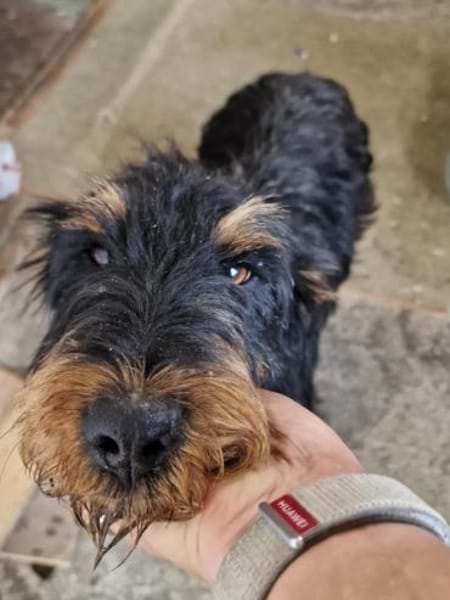 Momo, kleiner Hundemann braucht Körbchen
