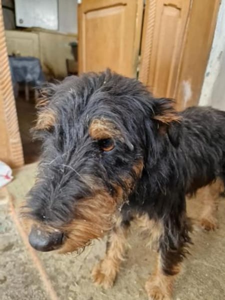 Momo, kleiner Hundemann braucht Körbchen