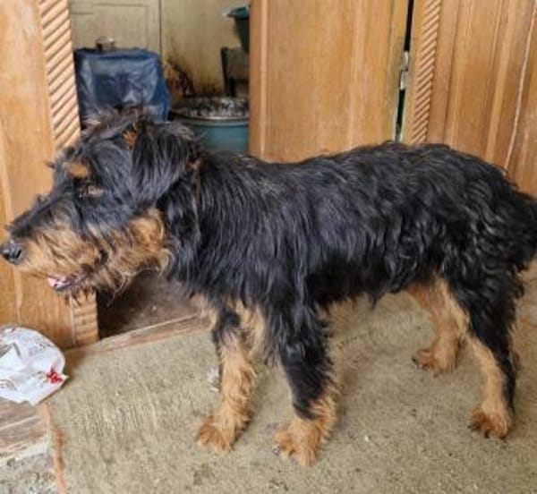 Momo, kleiner Hundemann braucht Körbchen
