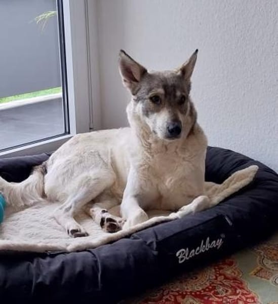 FENJA, Wolfshund-Husky-Mix sucht Zuhause