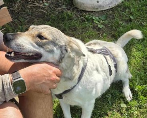 FENJA, Wolfshund-Husky-Mix sucht Zuhause