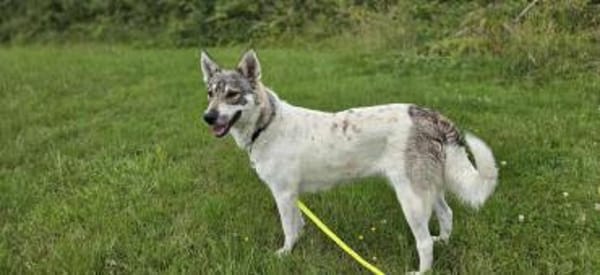 FENJA, Wolfshund-Husky-Mix sucht Zuhause