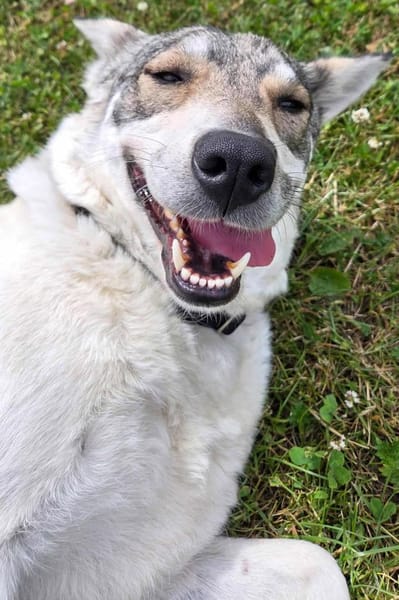 FENJA, Wolfshund-Husky-Mix sucht Zuhause