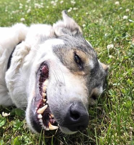FENJA, Wolfshund-Husky-Mix sucht Zuhause
