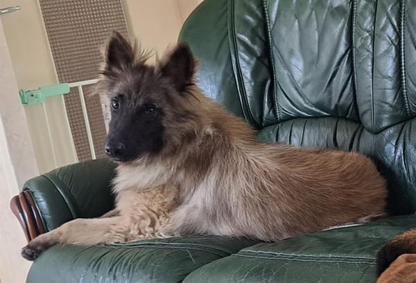 ASLAN (Kiouk)
