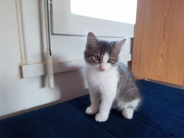 Ariane (réservée)