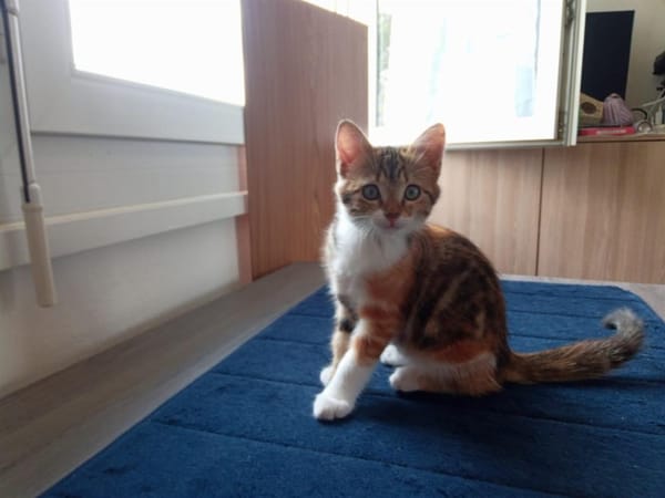 Athena