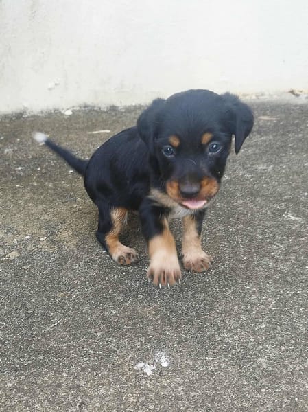 Auréa, baby girl de Gwada