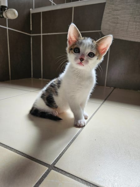 THÉO