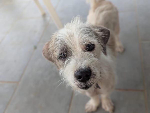 AEL, croisé griffon de Gwada