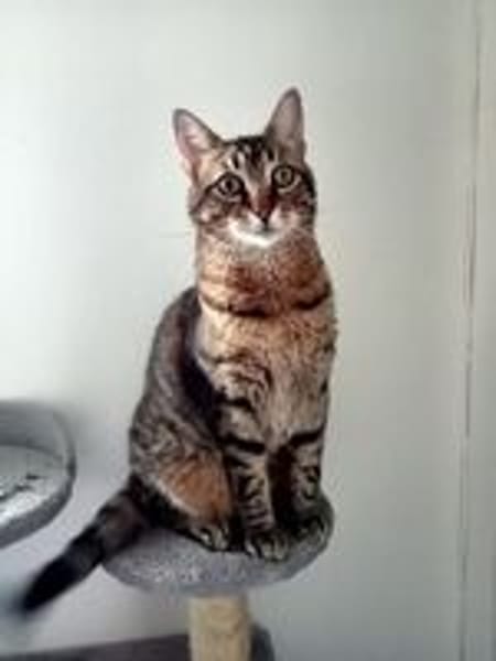 MINOU