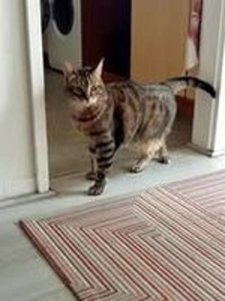 MINOU
