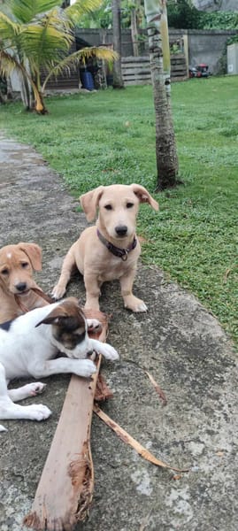 Miko le chien qu'il vous faut !