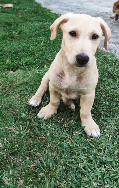 Miko le chien qu'il vous faut !