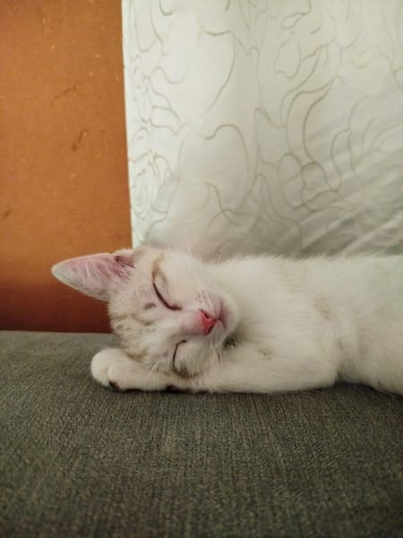 OBY