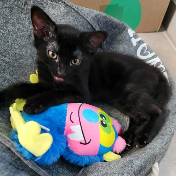 ALOHA & BAGHEERA