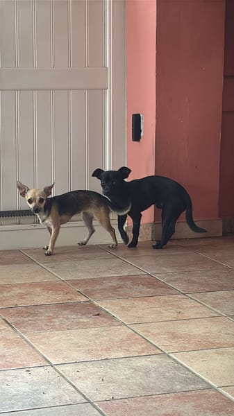 Mini luna !