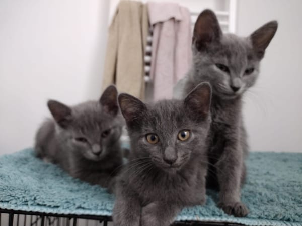 Bonnie, Rose et Jack