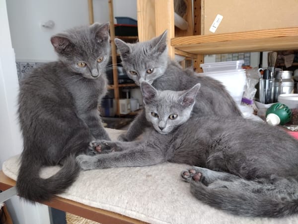 Bonnie, Rose et Jack